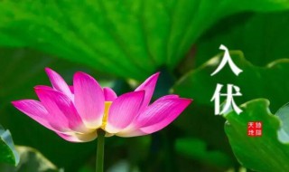 小暑是入伏的开始吗 进入小暑是初伏吗