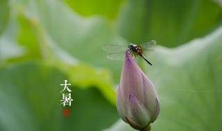 节气大暑是什么意思? 节气大暑是什么意思