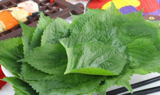 苏子叶我们中国叫什么（苏子叶我们中国叫什么?）