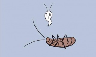 蟑螂是昆虫吗 蟑螂是昆虫吗?为什么