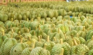 中国的榴莲之乡在哪里 中国产榴莲的地方在哪里