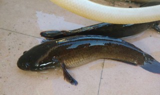 黑鱼是发物吗（黑鱼是发物吗有炎症能不能吃）