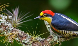 啄木鸟的美称 啄木鸟的美称四个字