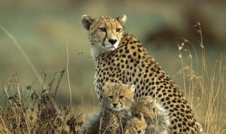 华北豹和金钱豹的区别（华北豹和东北豹区别）