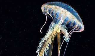 海母是什么 海母是什么颜色的