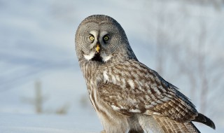 猫头鹰的美称（猫头鹰美称四个字）