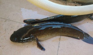 乌鱼是发物吗 乌鱼是发物吗有炎症能不能吃