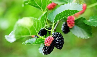 胚泡是什么（胚泡是什么结构层次）