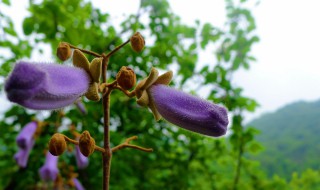 山谷鸣的花语是什么 小山花花语