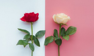 西方情人节的传说有什么 西方情人节的传说有什么意义