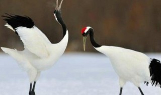 丹顶鹤的寓意和象征（丹顶鹤的寓意和象征意义）