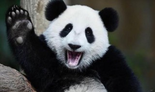 我国四大国宝动物是指（我国四大国宝动物是指什么动物）