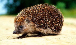 刺猬是益虫还是害虫 刺猬是益虫吗?是好的动物吗?