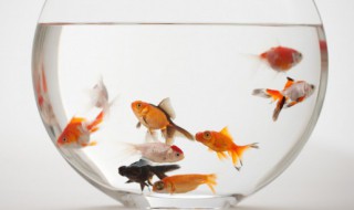 梦见发大水捉鱼是什么意思 梦到大水捉鱼