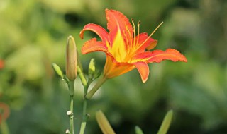 世界的母亲之花是什么（世界母亲节的母亲之花指的是什么花）