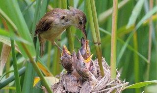 鸠占鹊巢鸠是指什么鸟（鸠占鹊巢里的鸠是什么鸟）