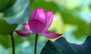 三伏天是什么意思含义 三伏天什么意思?