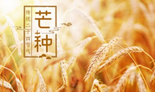 芒种的来历和风俗（芒种的来历和风俗用英文）