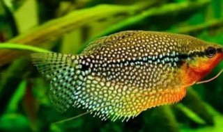 鱼的习性 鱼的种类及特性