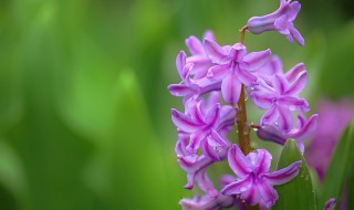 淡紫色风信子花语代表着什么 深紫色风信子花语