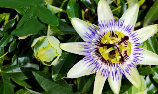 时钟花花语是什么 时钟花的花语是什么