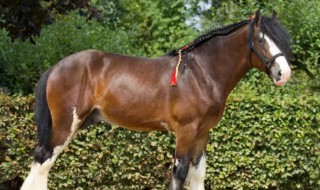 万马之王是什么马（世界万马之王）