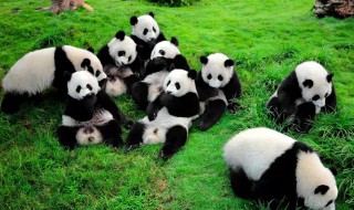 大熊猫为什么是哺乳动物 大熊猫为什么是哺乳动物不是猫科动物