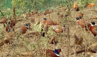梦见好多野鸡在地里（梦见好多野鸡在地里跑）