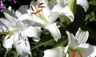 两朵百合代表什么（两朵百合代表什么生肖）