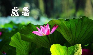 处暑之后种什么蔬菜 小暑之后种什么蔬菜