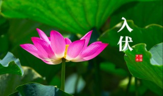 2021三伏天从什么时候开始 2021三伏天从什么时候开始到什么时候止