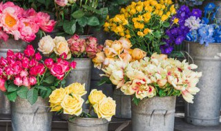 送给父亲送什么鲜花最好以及攻略 送父亲花送什么花好