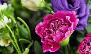 教师节送什么花最新（教师节送的什么花）