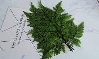 羊齿的含义是什么 羊是什么齿动物