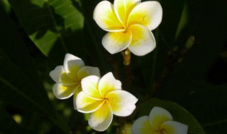 小暑节气的特征是什么（小暑节气的意义）