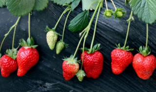 草莓树的花语是什么 野草莓的花语