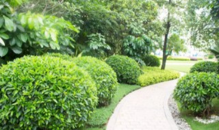 乔木和灌木的区别是什么（乔木和灌木的区别是什么意思）