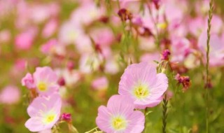 红樱草的生日花语是什么（红樱草的生日花语是什么呢）