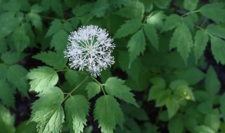 累叶升麻的花语是什么 苘麻的花语