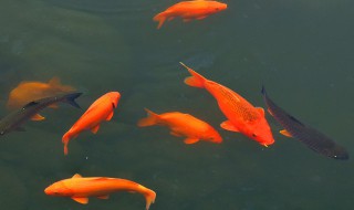 孕妇梦见鱼预示着什么 孕妇梦到鱼是什么