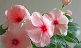 长春花的花语是什么意思 长春花花语与传说