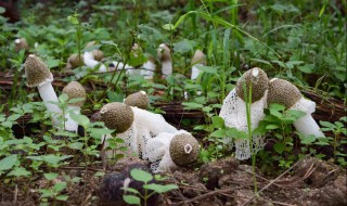 竹荪如何清洗 竹荪如何清洗食用