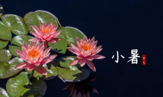 农民在小暑大暑做什么 小暑的时候农民会干些什么