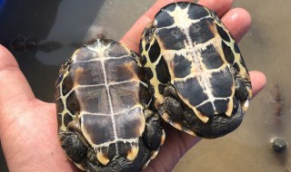 巴西龟为什么不能放生（龟的头两边有红色是什么龟）