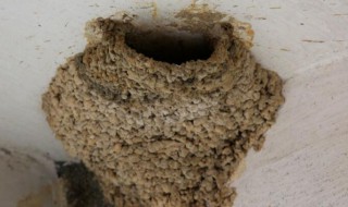 燕子窝为什么不能捅 把燕子窝捅了代表什么预兆