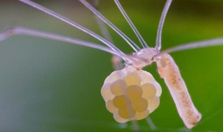 幽灵蛛为什么不能打死 已经灭绝的蜈蚣