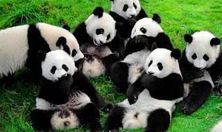 成都大熊猫繁育研究基地介绍 成都大熊猫繁育研究基地介绍作文