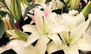 梦见买花是什么意思 做梦梦见买花是什么意思