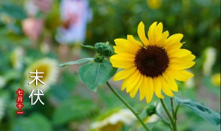 在三伏天吃什么比较好呢 三伏天应该吃什么