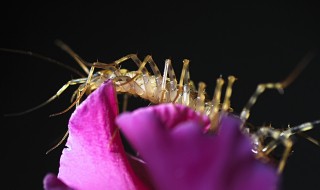 杀蚰蜒小妙招（用什么可以彻底杀死蚰蜒）